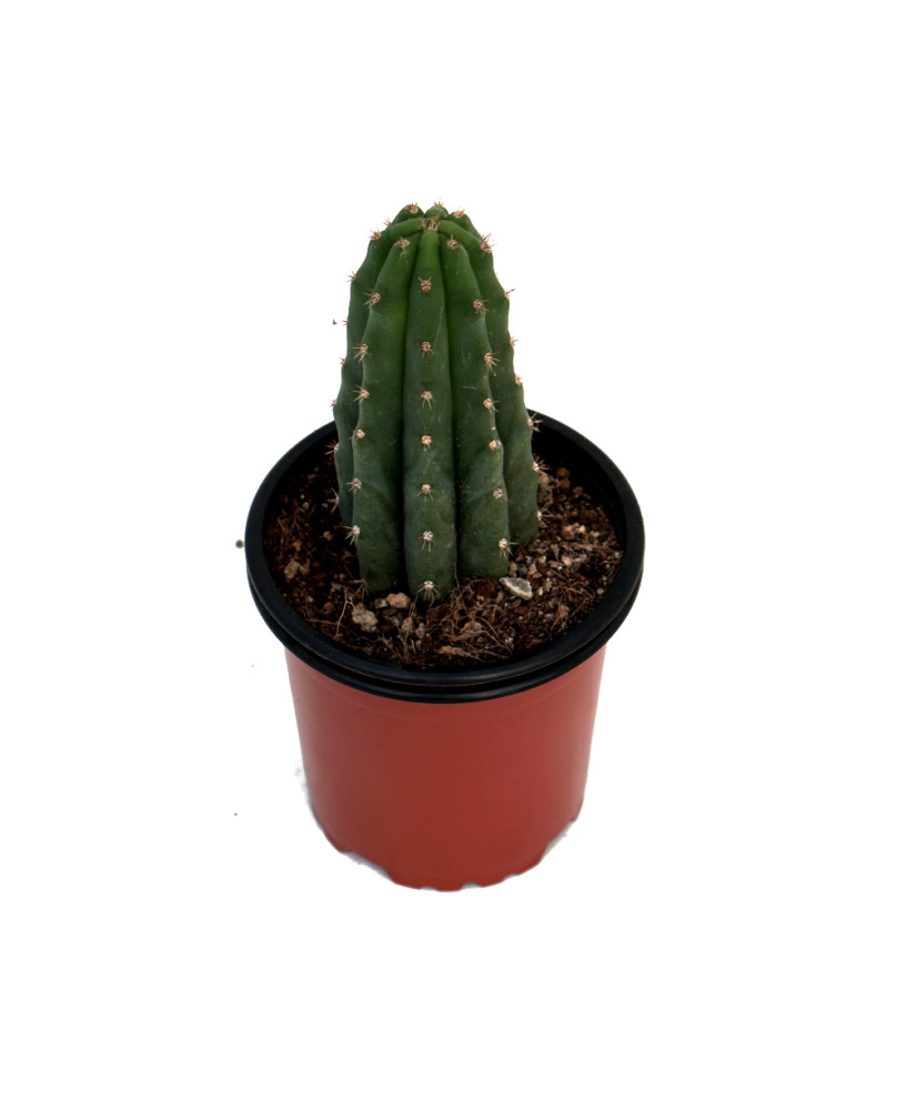San Pedro sin pinxo