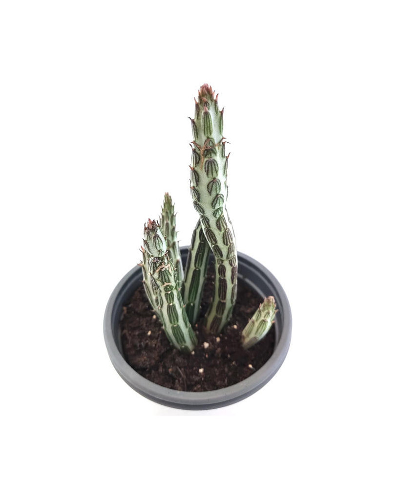 Stapelia
