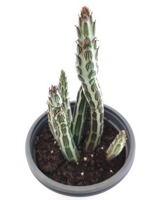 Stapelia