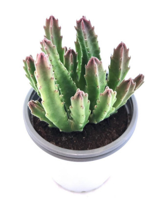 Stapelia Gigantea