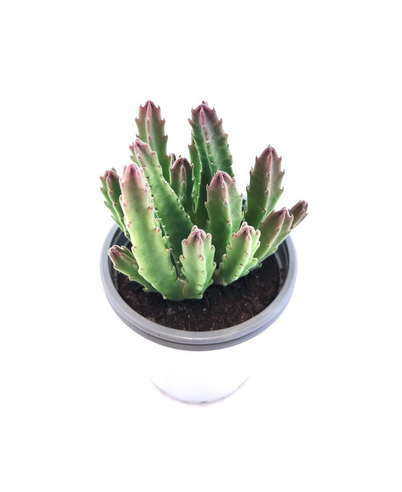 Stapelia Gigantea