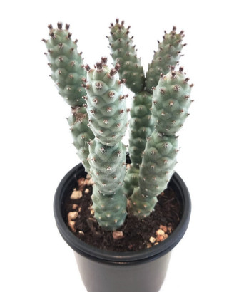 Tephorocactus Strobiliformis