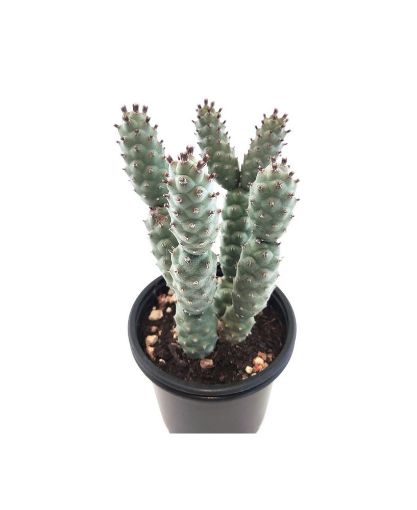 Tephorocactus Strobiliformis