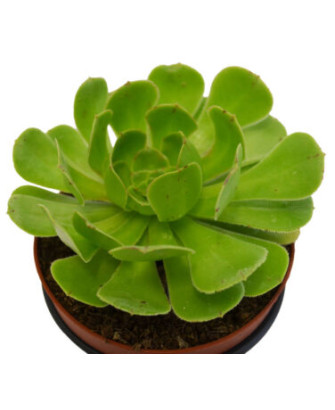 Aeonium Arboreum