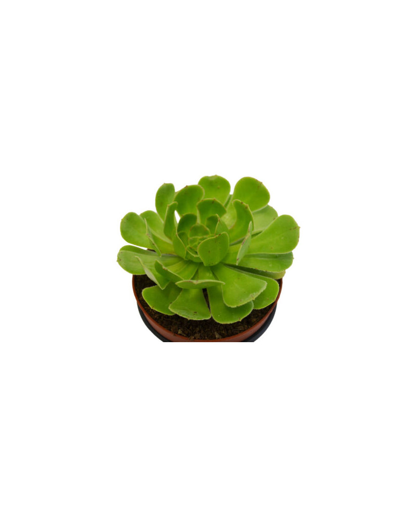 Aeonium Arboreum