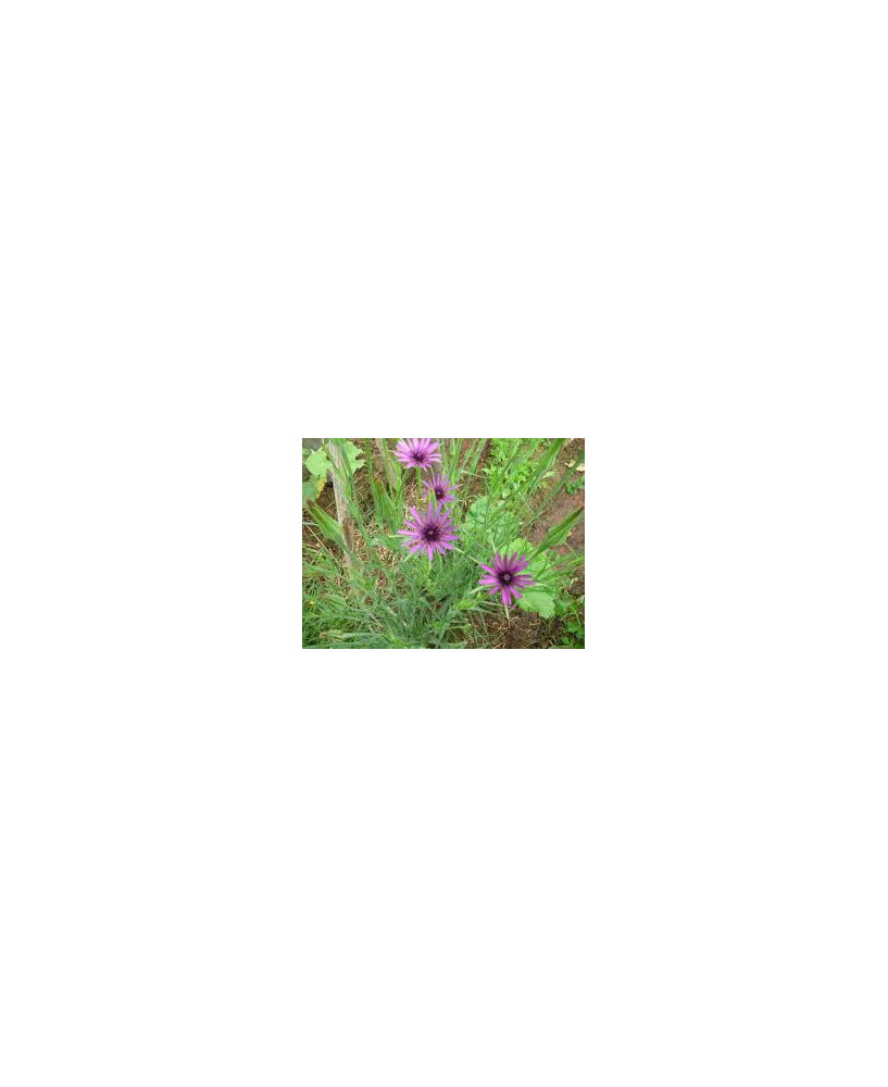 Salsifi, 25gr