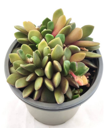 Anacampseros Rufescens