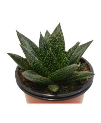 Aristaloe Aristata