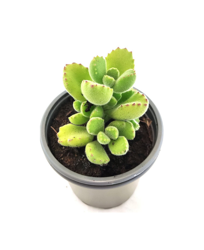 Cotyledon Tormentosa