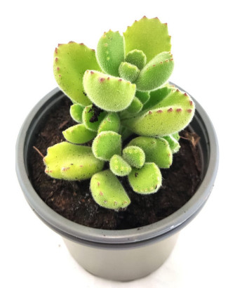 Cotyledon Tormentosa