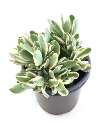 Crassula "Money Maker"