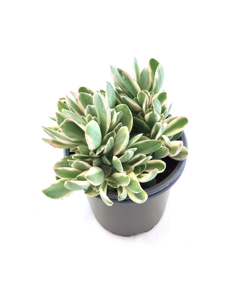 Crassula "Money Maker"