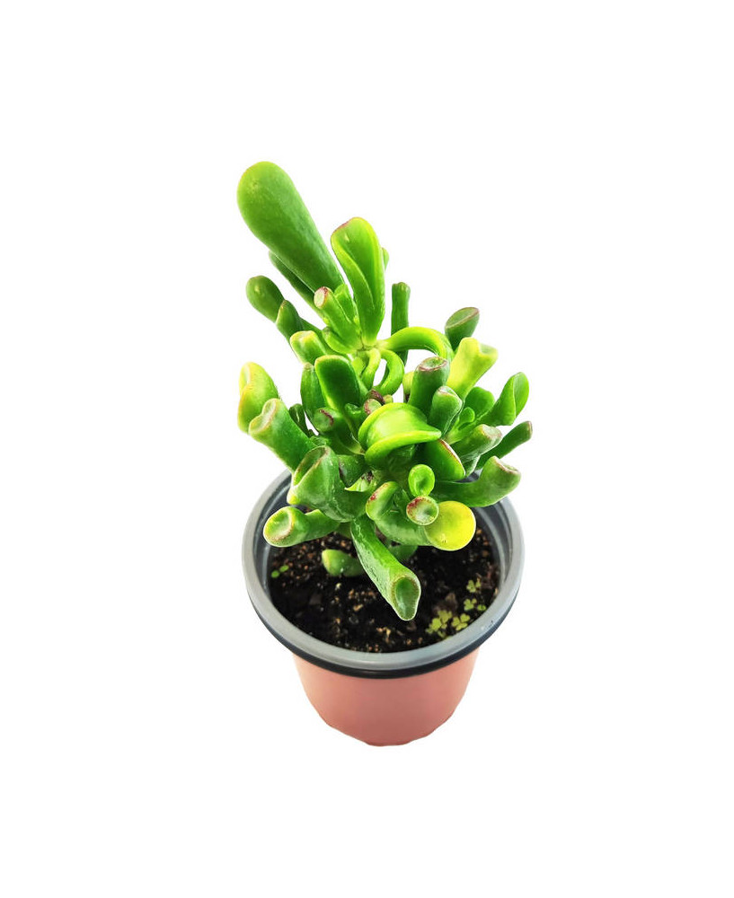 Crassula Ovata Var. Hobbit