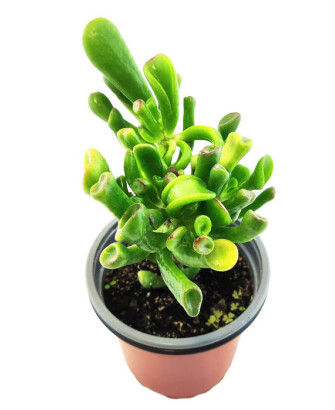 Crassula Ovata Var. Hobbit