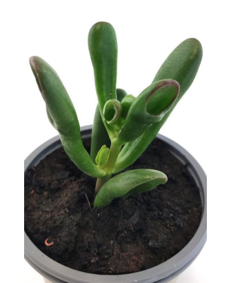 Crassula Ovata Var. Tricolor