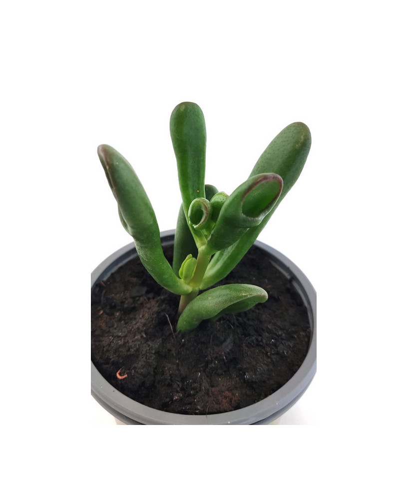 Crassula Ovata Var. Tricolor