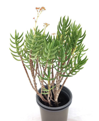 Crassula Tetragona