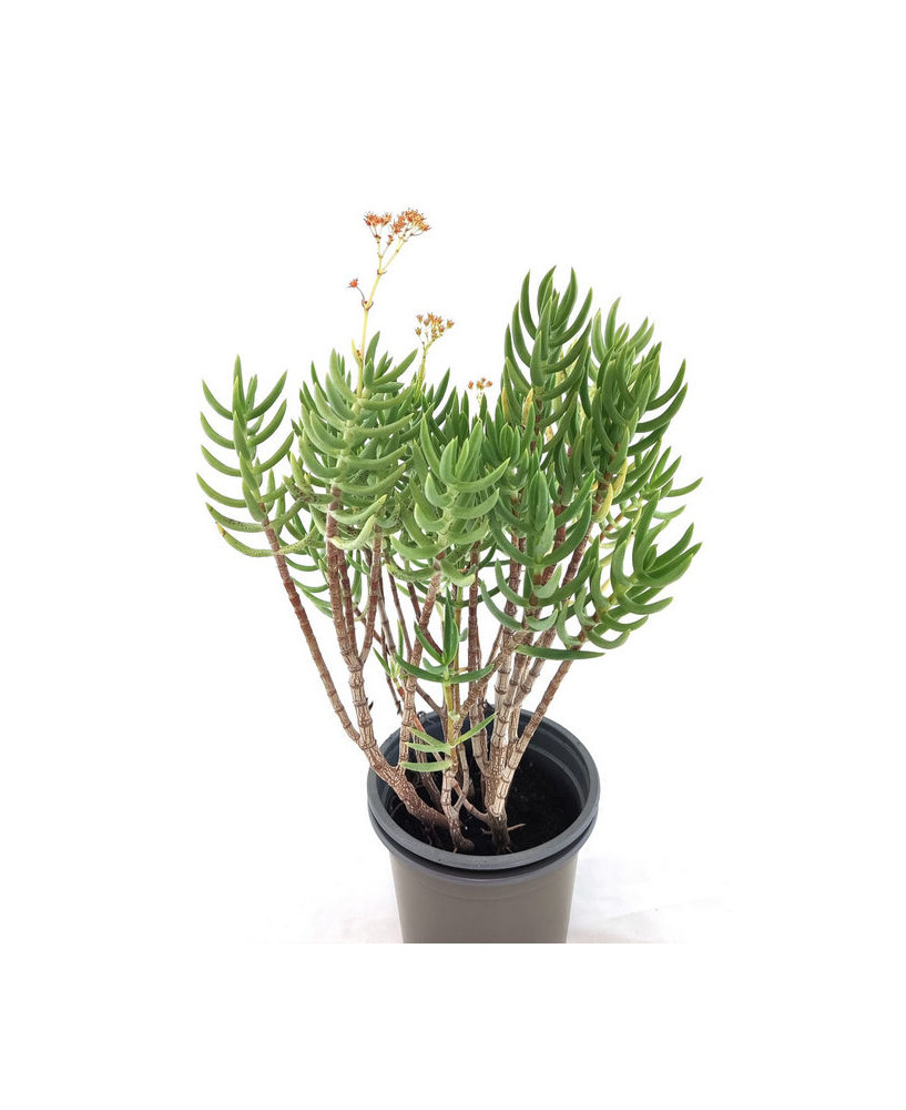 Crassula Tetragona