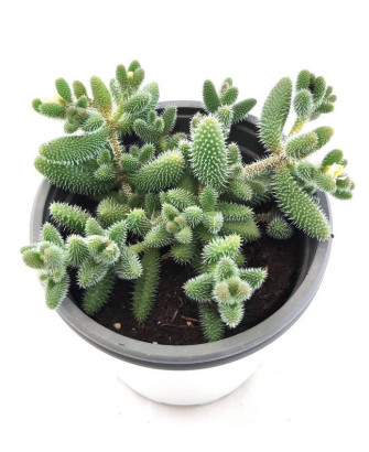 Delosperma Echinatum Banbino