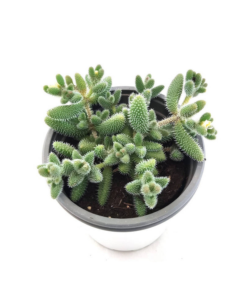 Delosperma Echinatum Banbino
