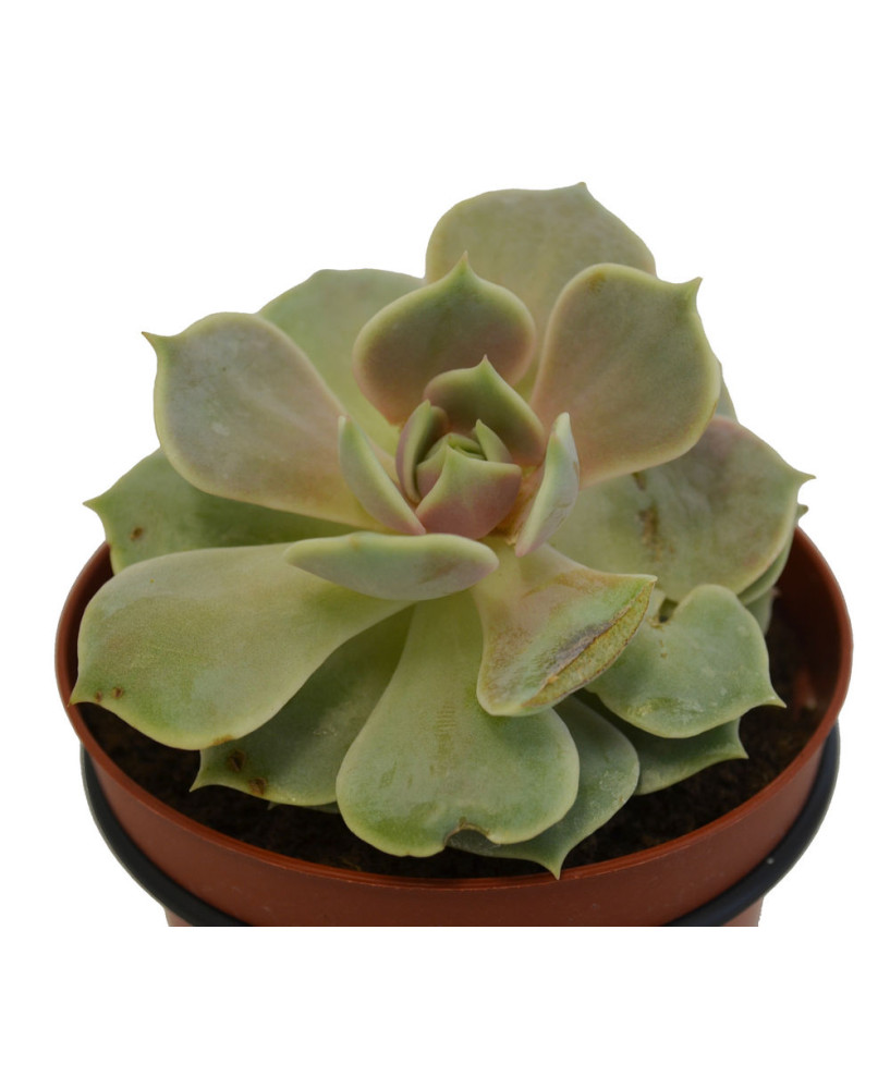 Echeveria 1