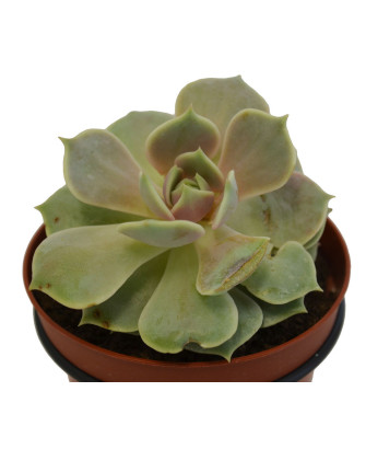 Echeveria 1