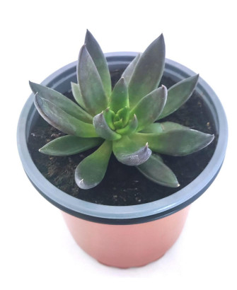 Echeveria Affinis