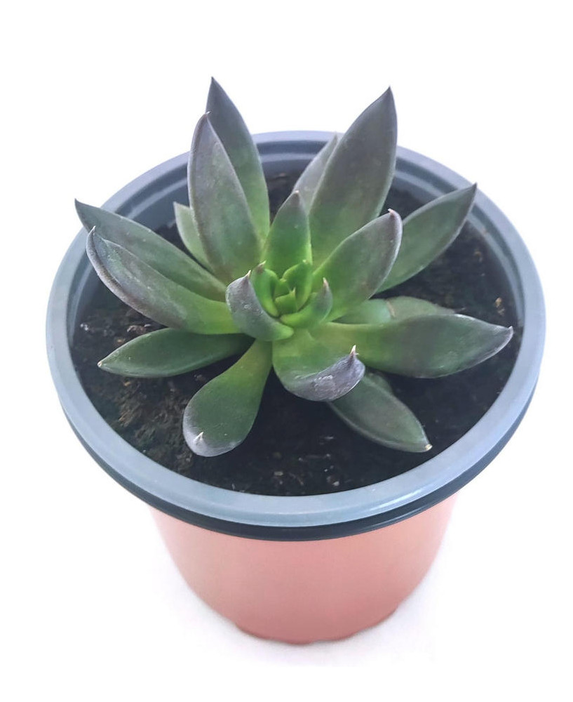Echeveria Affinis