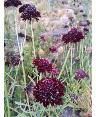 Scabiosa atropurpurea"black night"