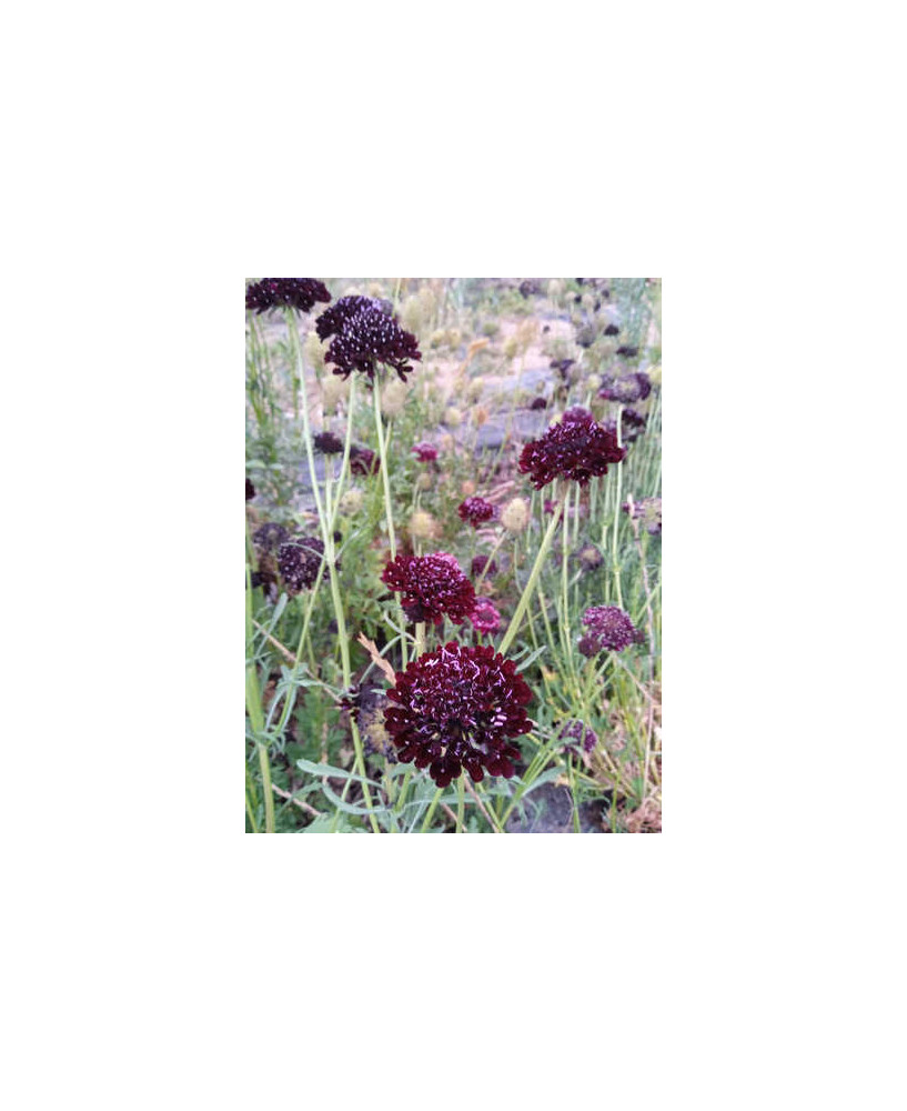 Scabiosa atropurpurea"black night"
