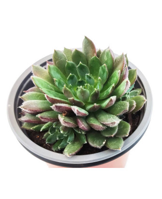 Echeveria Agavoides