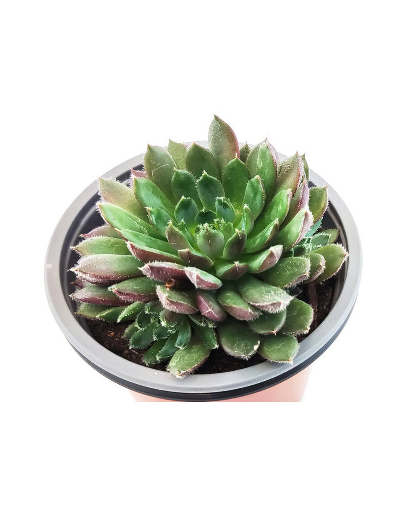 Echeveria Agavoides