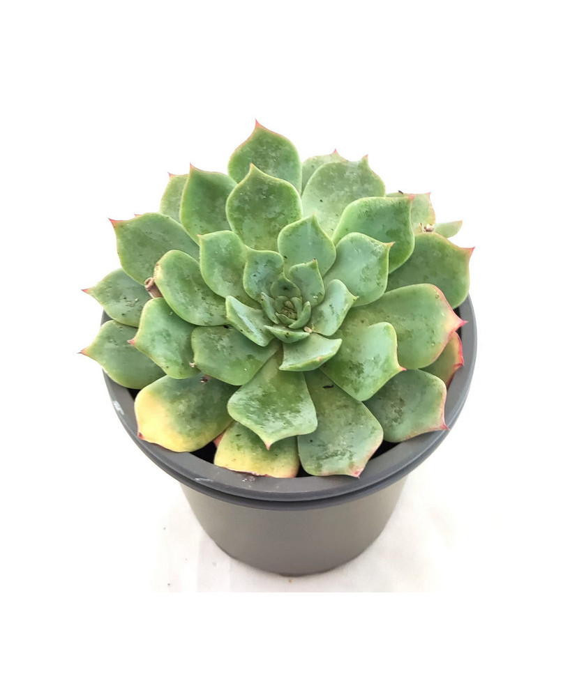 Echeveria Desmetiana