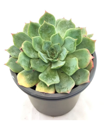 Echeveria Desmetiana