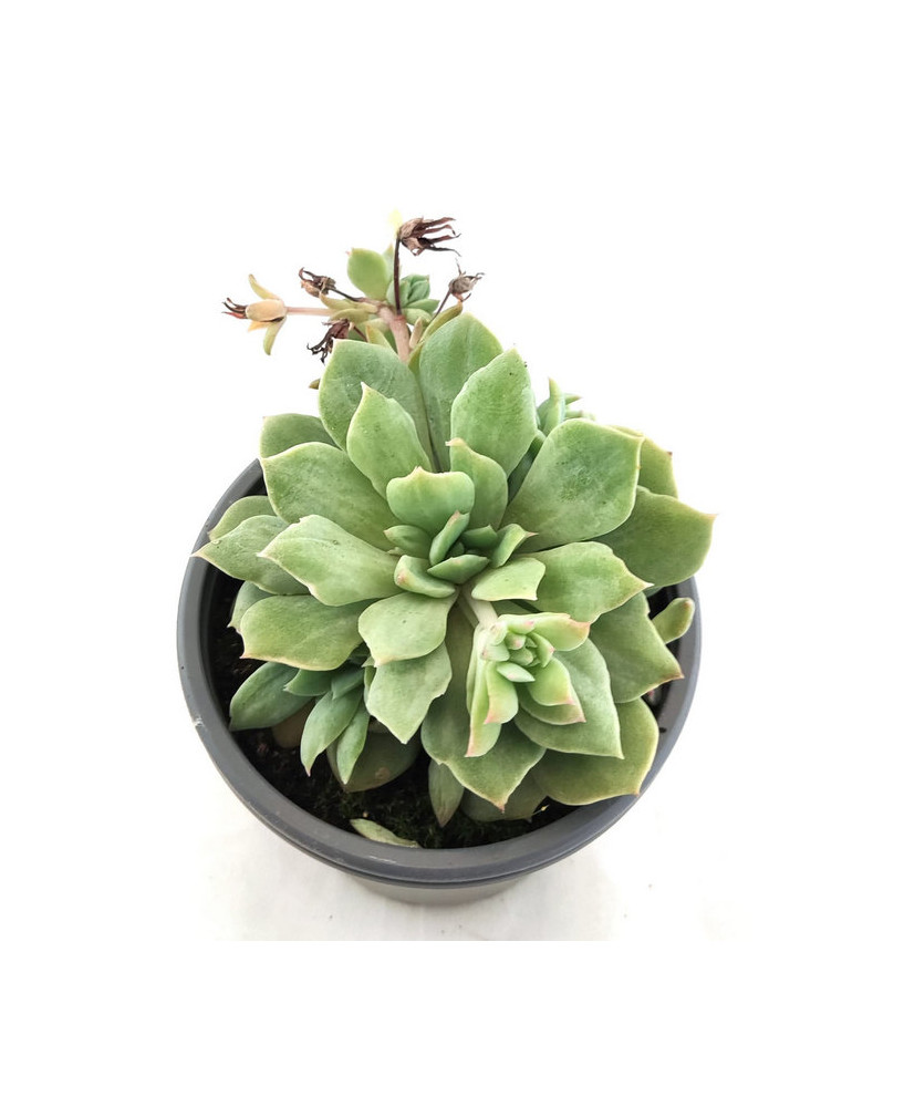 Echeveria Elegans