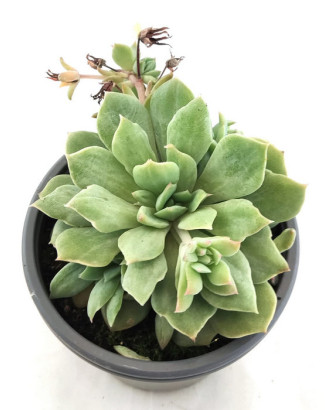 Echeveria Elegans