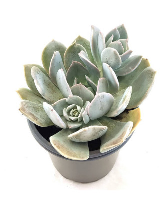 Echeveria Lilacina