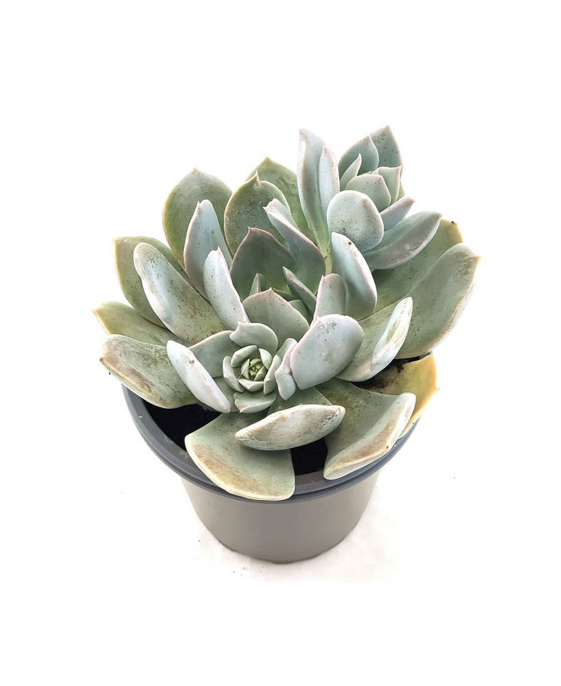 Echeveria Lilacina