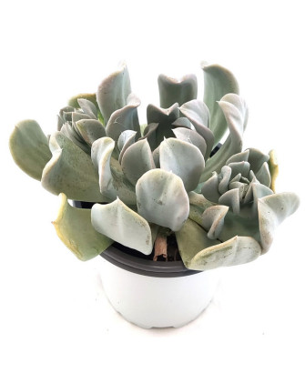 Echeveria Runyonii
