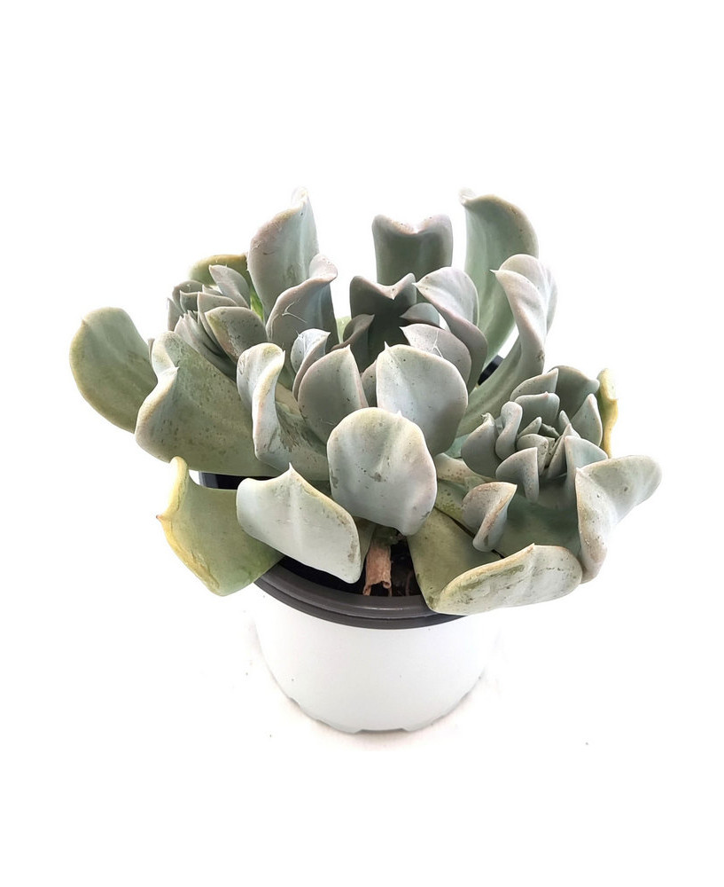 Echeveria Runyonii