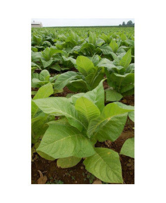 Tabaco hoja ancha