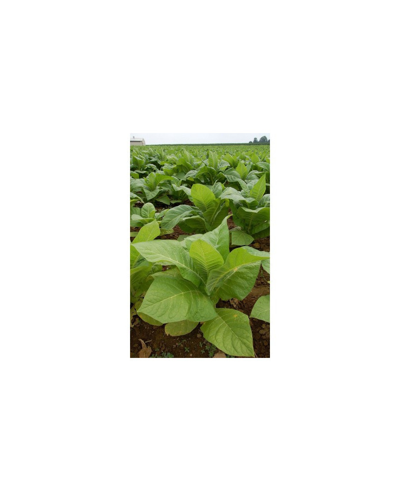 Tabaco hoja ancha