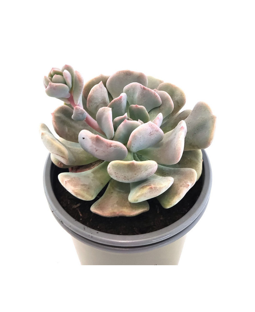 Echeveria Runyonii Rose