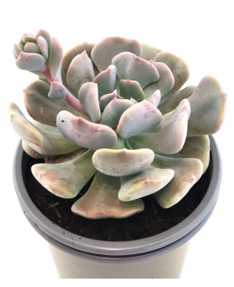 Echeveria Runyonii Rose