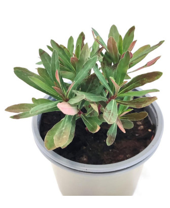 Euphorbia Amygdaloides Purpurea
