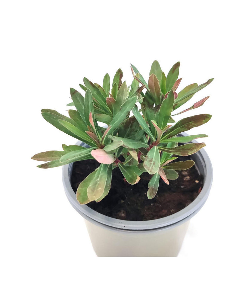 Euphorbia Amygdaloides Purpurea