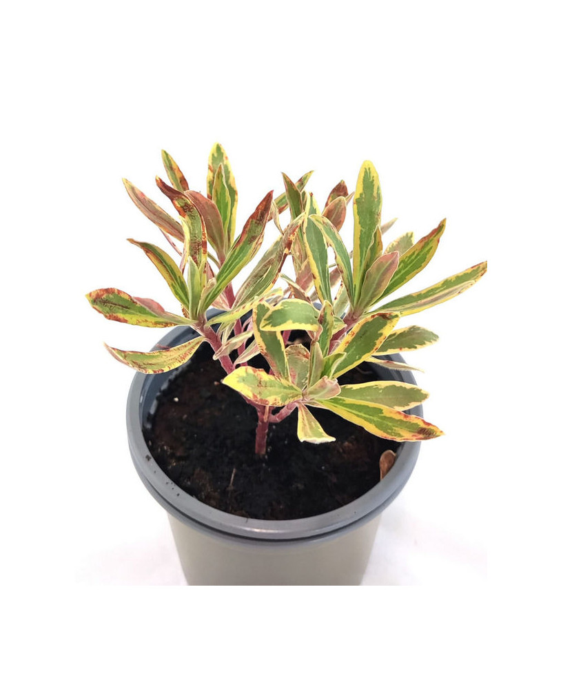 Euphorbia X Martinii Ascot Rainbow