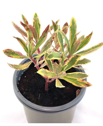Euphorbia X Martinii Ascot Rainbow