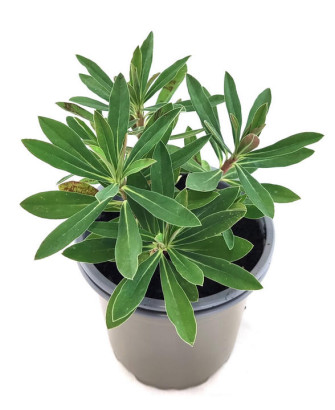 Euphorbia X Martinii Tinytum
