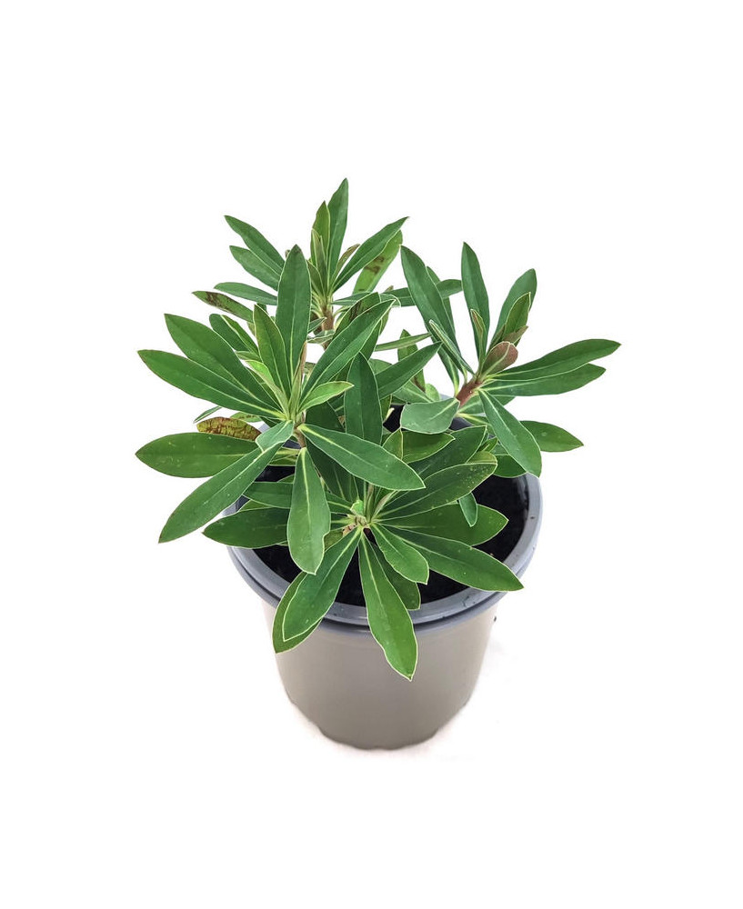Euphorbia X Martinii Tinytum